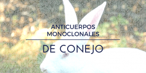 Anticuerpos monoclonales de conejo