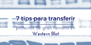 Transferir proteínas de gran tamaño en western blot