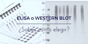 Western Blot o ELISA