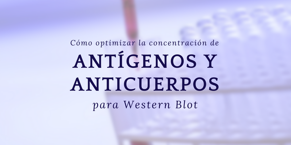 Cómo optimizar la concentración de antígeno y anticuerpo para Western Blot