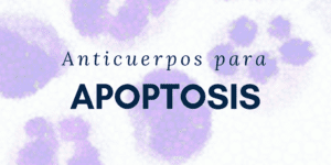 Anticuerpos para apoptosis