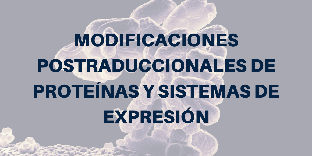 Modificaciones postraduccionales de proteínas y sistemas de expresión