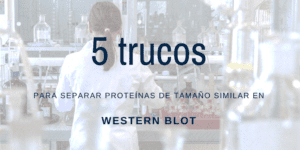 separar proteínas de tamaño similar en western blot
