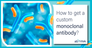 How to get a custom monoclonal antibody