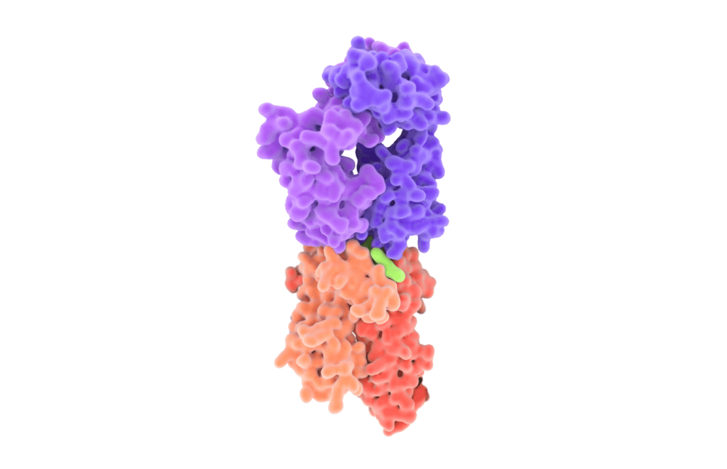 A recombinant protein, one of the options when choosing an antigen.